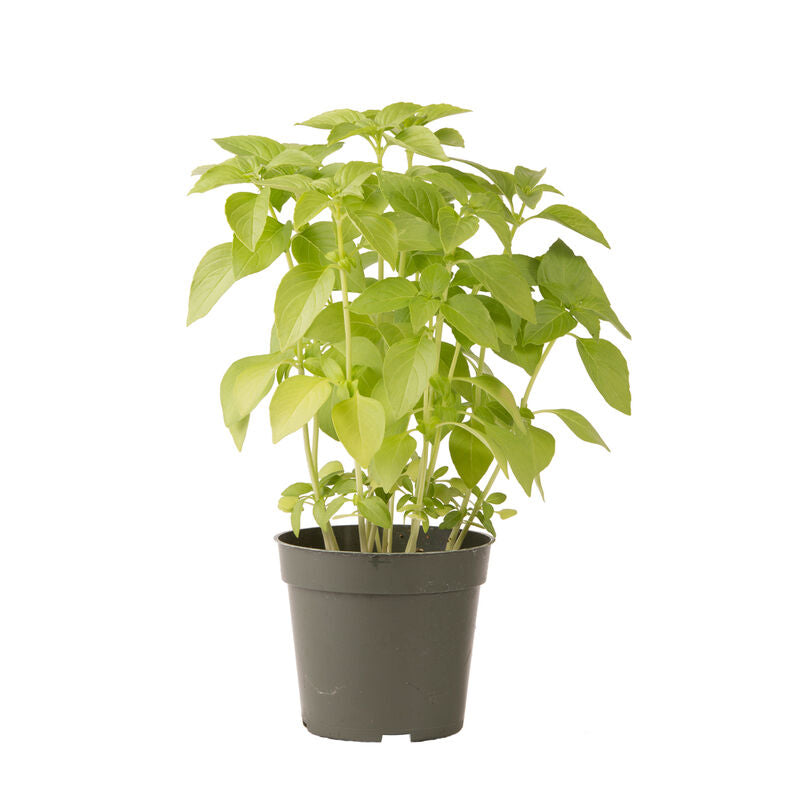 Imported Lemon Basil 40+ Seeds