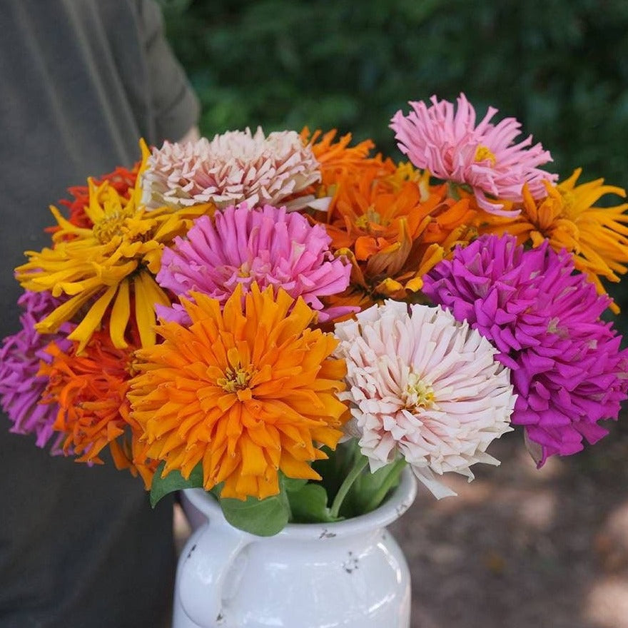 Zinnia cactus Mix 20 Seeds