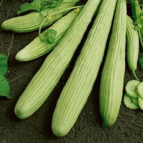 Imported American Cucumber 20+ Seeds