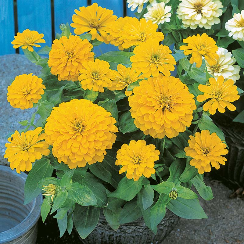 F1 Zinnia Elegans Yellow Dwarf 20 Seeds