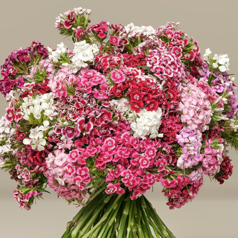 Imported Sweet William 20+ Seeds