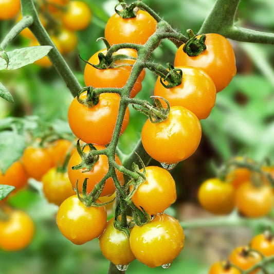 Yellow Cherry Tomatoes 10 Seeds