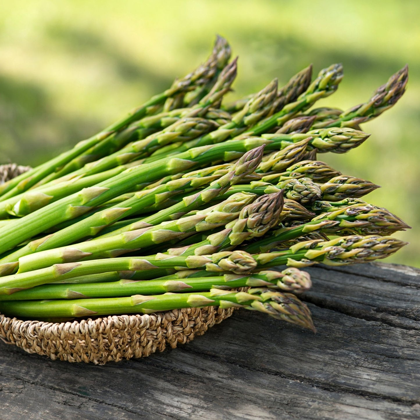 Imported Asparagus 15 Seeds