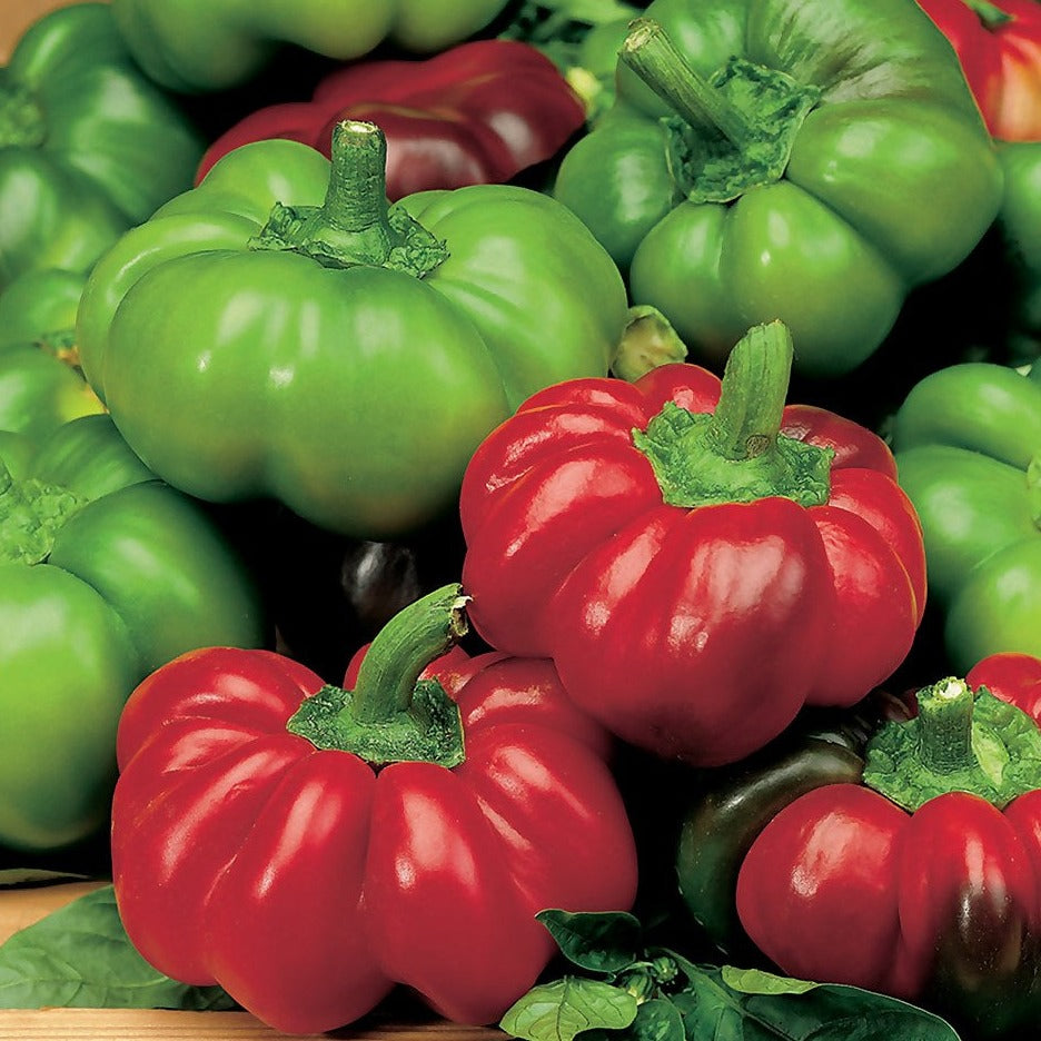 Peperone Rosso Peppers 10 Seeds