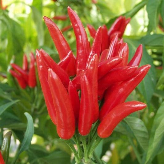 F1 Hybrid Skyline Chili 25 Seeds