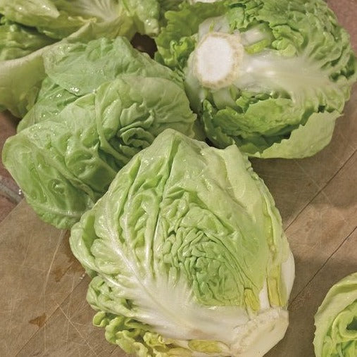 Chicory Salad  70 Seeds