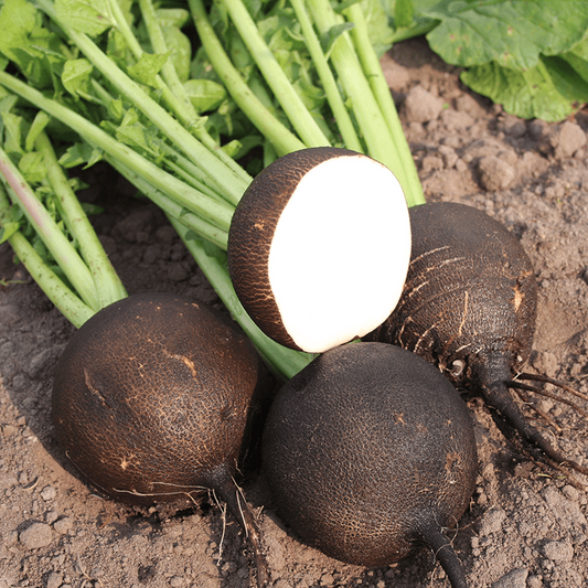 Black Radish 30+ Seeds