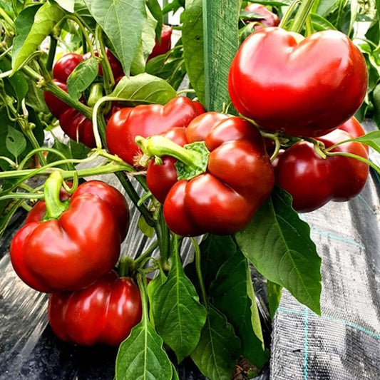 Peperone Rosso Peppers 10 Seeds