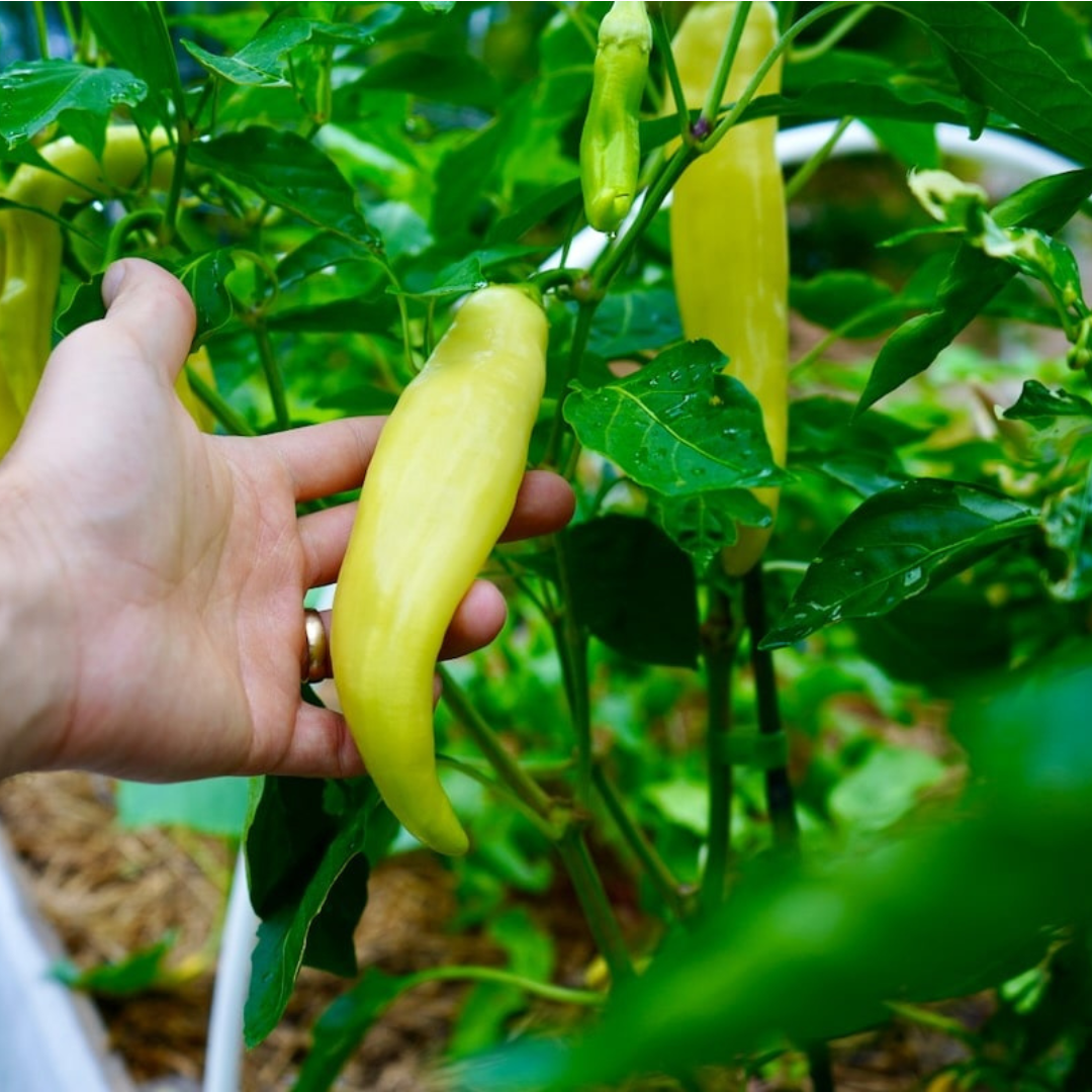 Sweet Banana Peppers 10 Seeds
