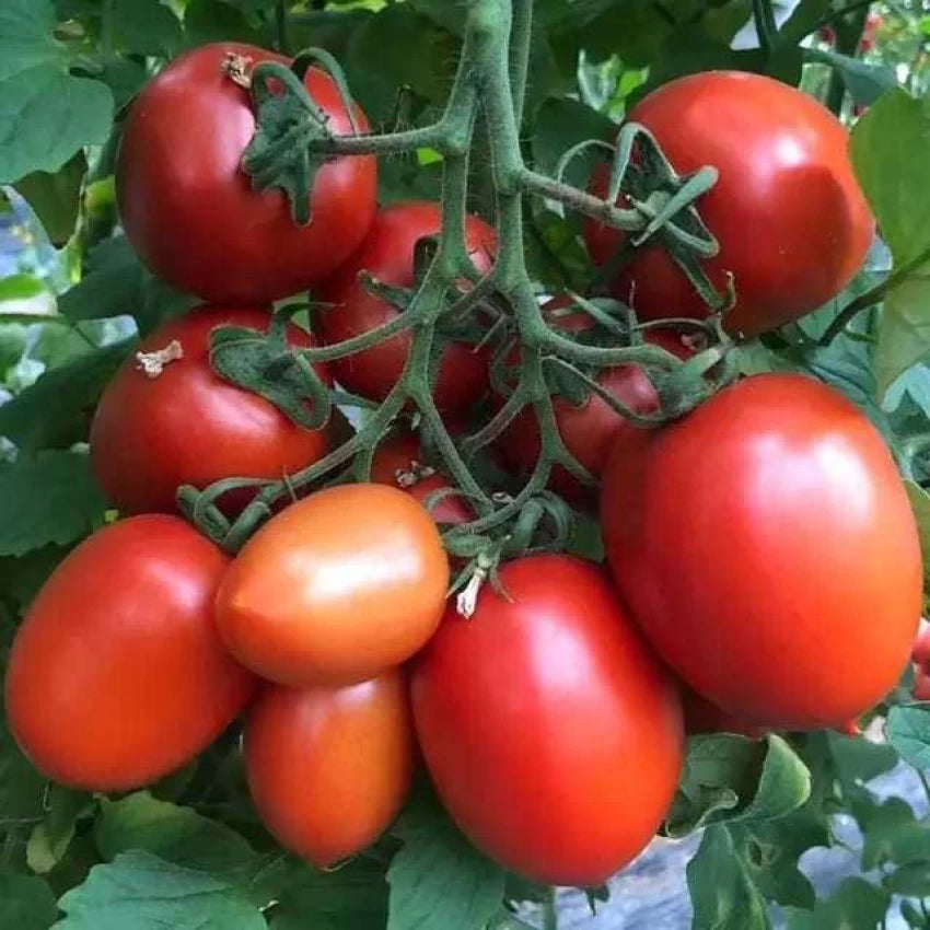 F1 Hybrid Seminis Ansal Tomato 15 Seeds