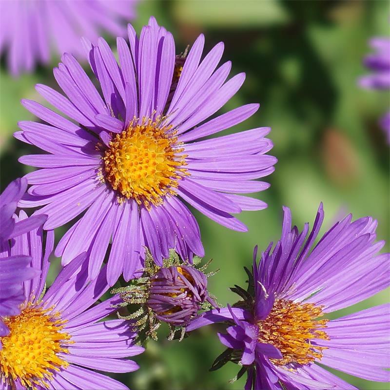 Imported Aster New England 30+Seeds