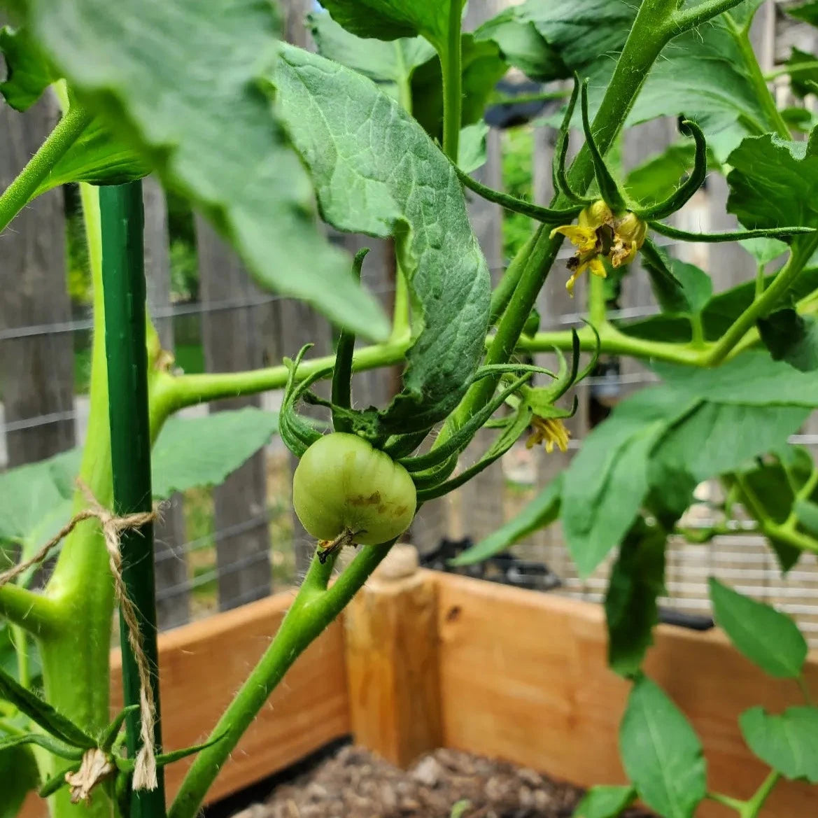 Pomodoro Tomatoes 15 Seeds