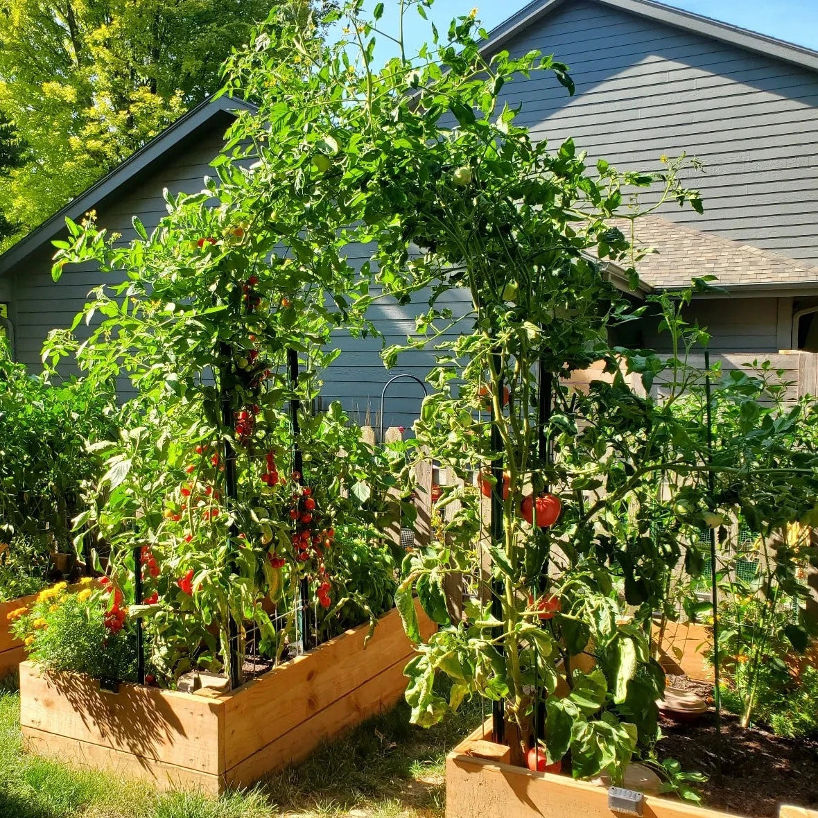 Pomodoro Tomatoes 15 Seeds