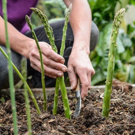 Imported Asparagus 15 Seeds