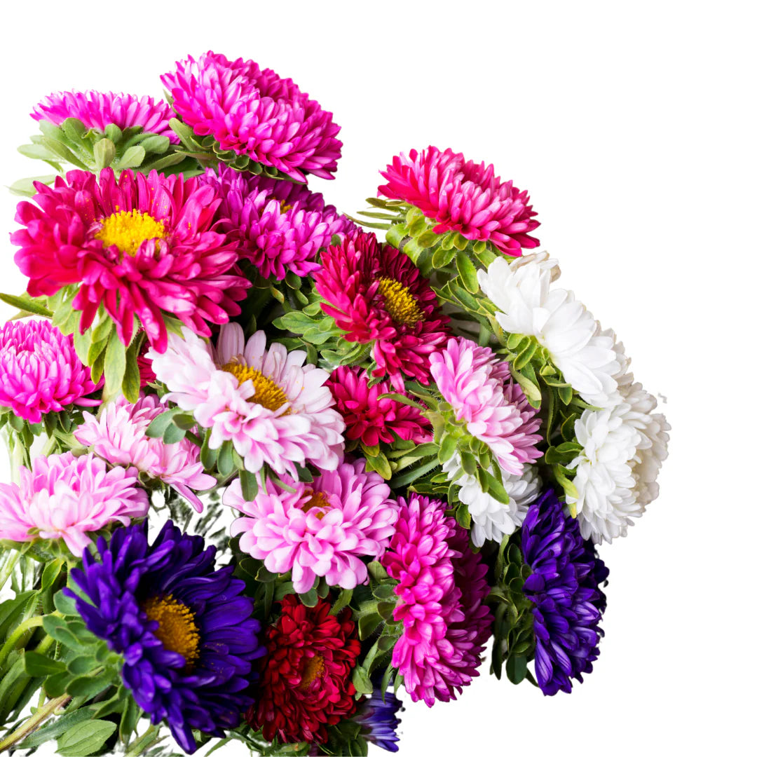 Imported Aster California Mix 20+ Seeds
