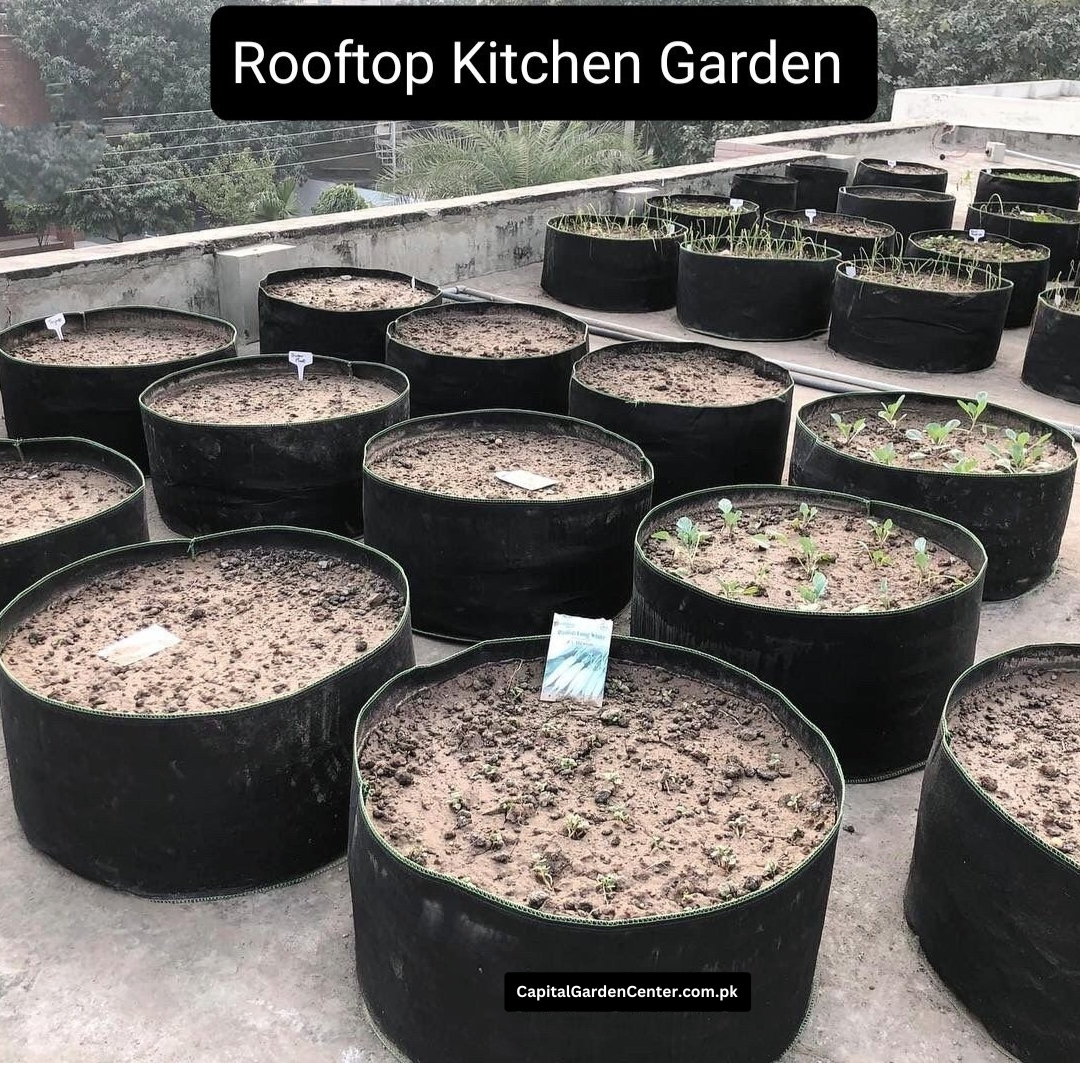 Raised Bed Grow Bag No Handle 24*12 Inches