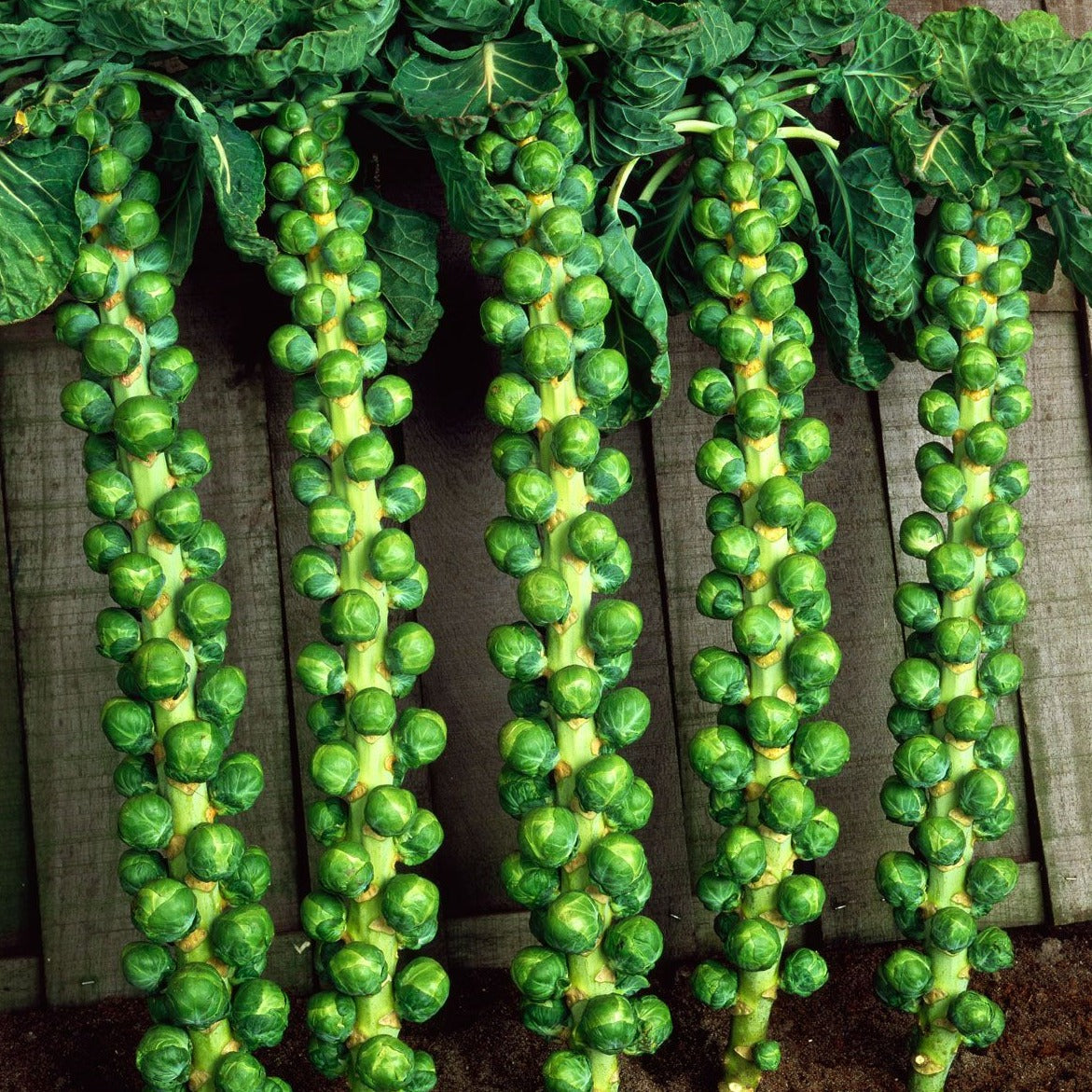Brussel Sprouts 30 Seeds