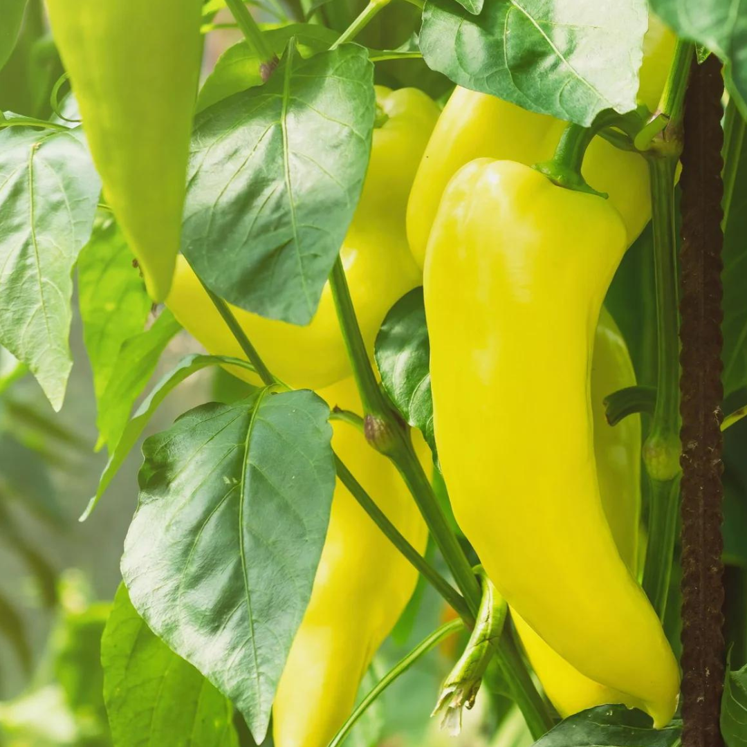 Sweet Banana Peppers 10 Seeds