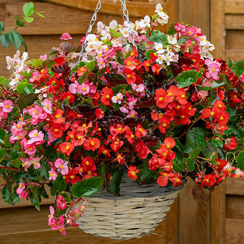 Begonia semperflorens Mix 50+ Seeds