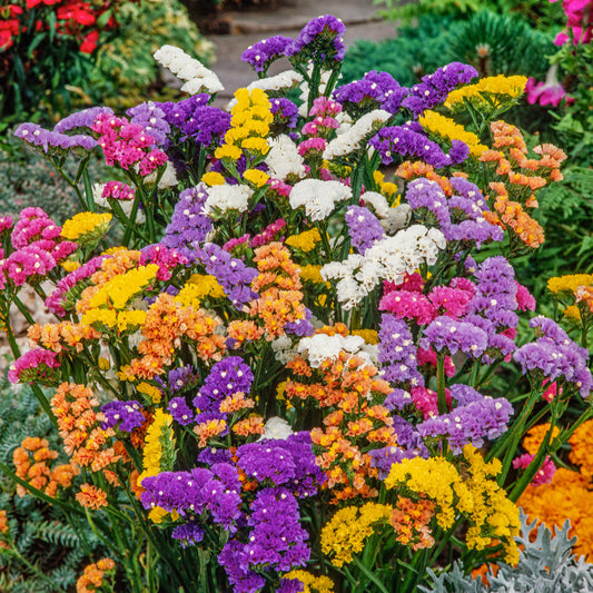 Statice Pacific Mix 30+ Seeds