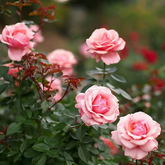 Imported Pink Rose 15 Seeds
