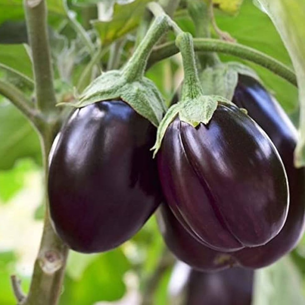 F1 Hybrid Round Brinjal 25 Seeds