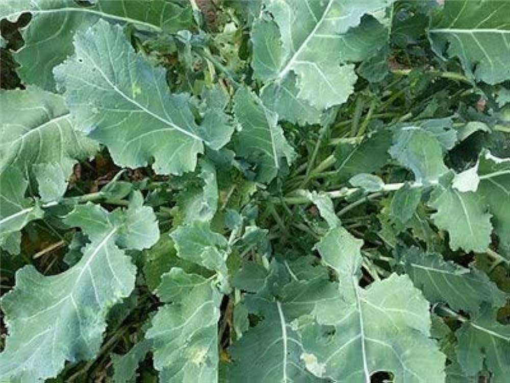 Karam Saag Saag 500+ Seeds