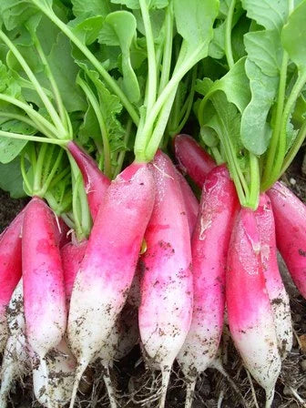 Hortus Red & White Radish (Ravanlello Flamboyant 3)