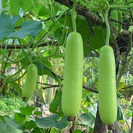 F1 Hybrid Loki 10 Seeds