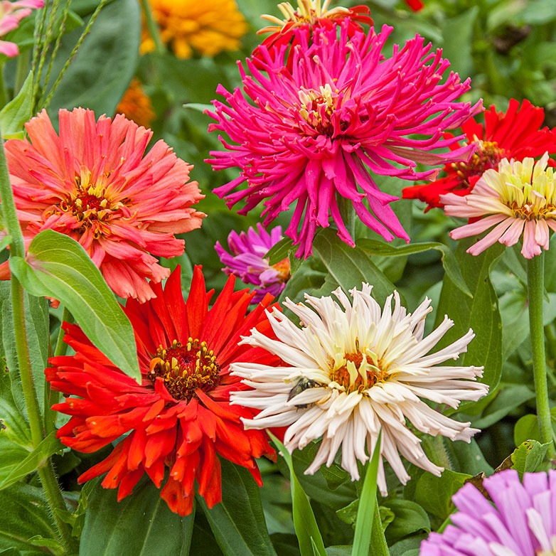 Zinnia cactus Mix 20 Seeds