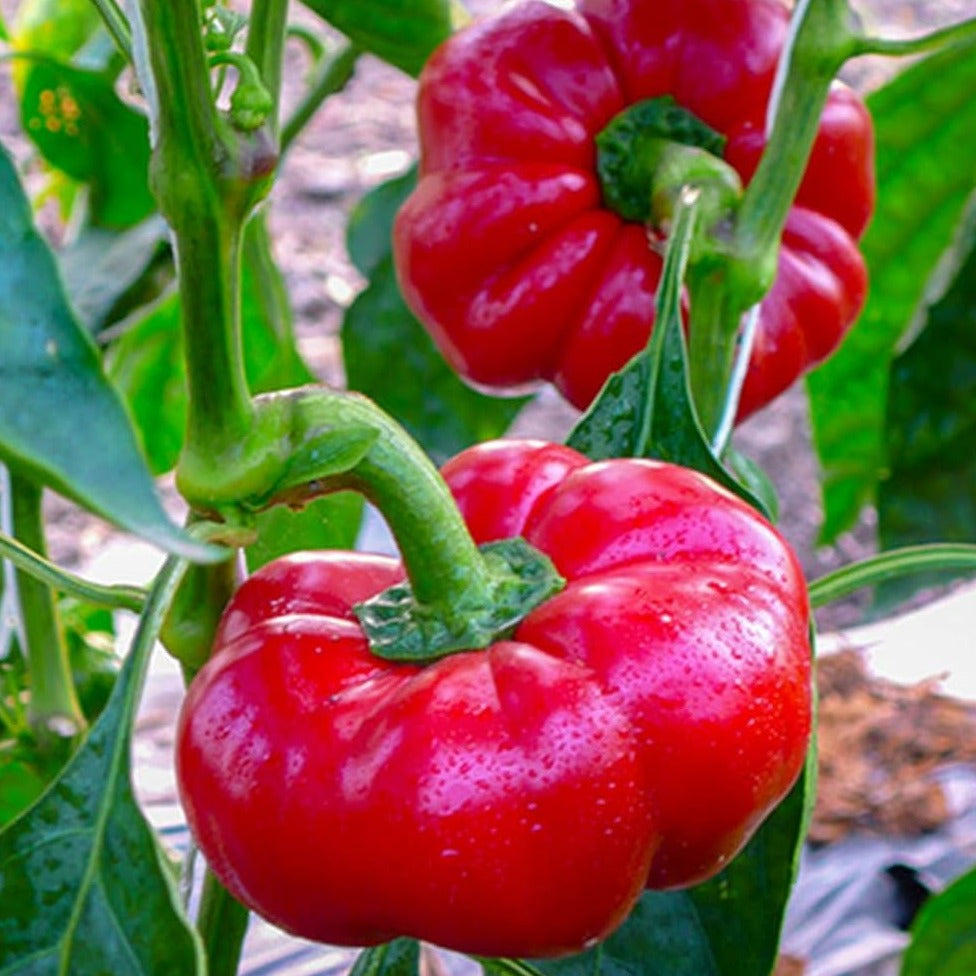 Peperone Rosso Peppers 10 Seeds