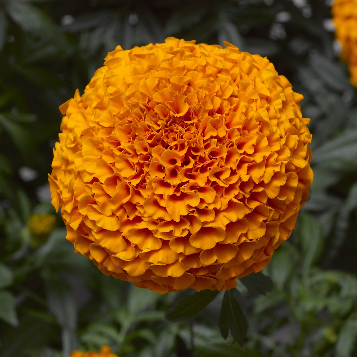 F1 Marigold Orange 15 Seeds