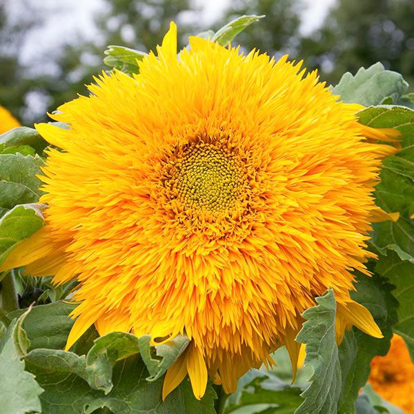 Sunflower Double Tall 15 Seeds