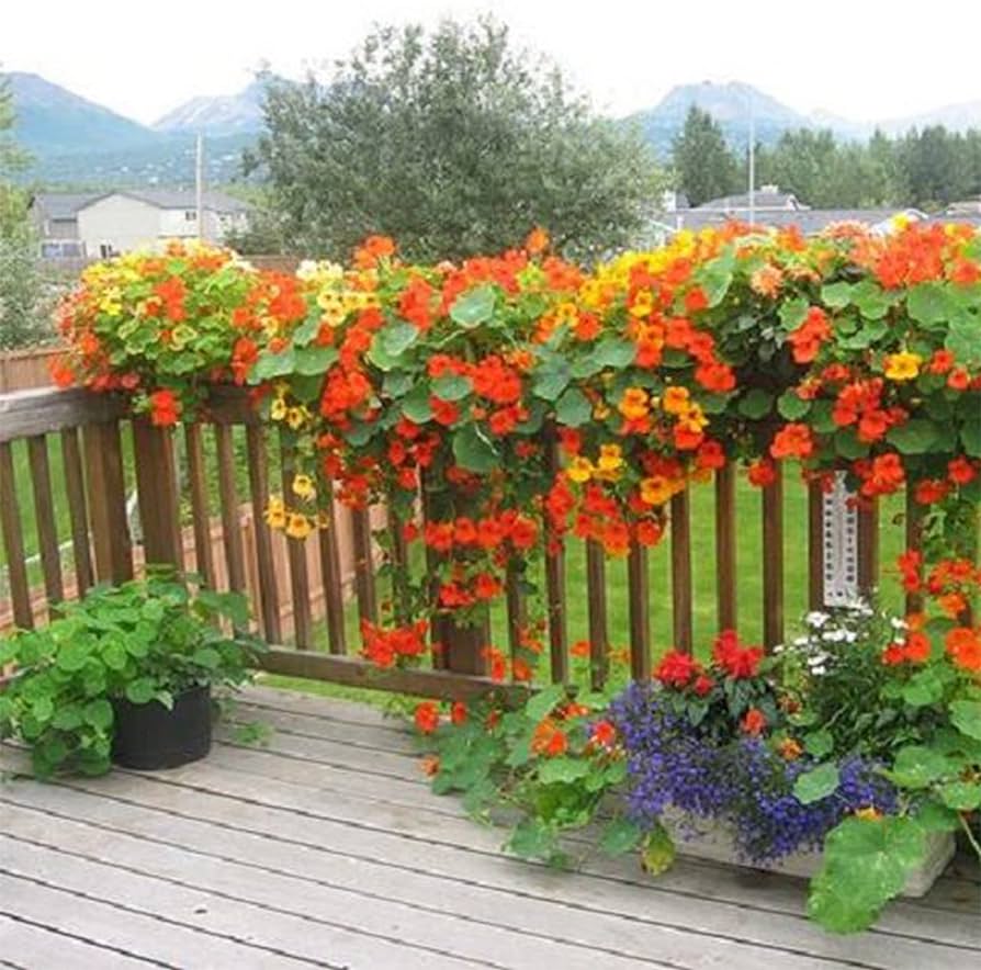 Imported Nasturtium African Mix 10 Seeds