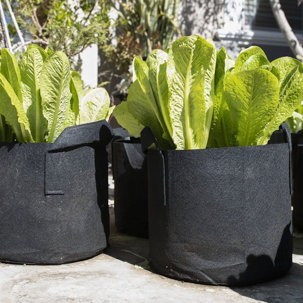 2 Gallon Grow Bag Without Handle