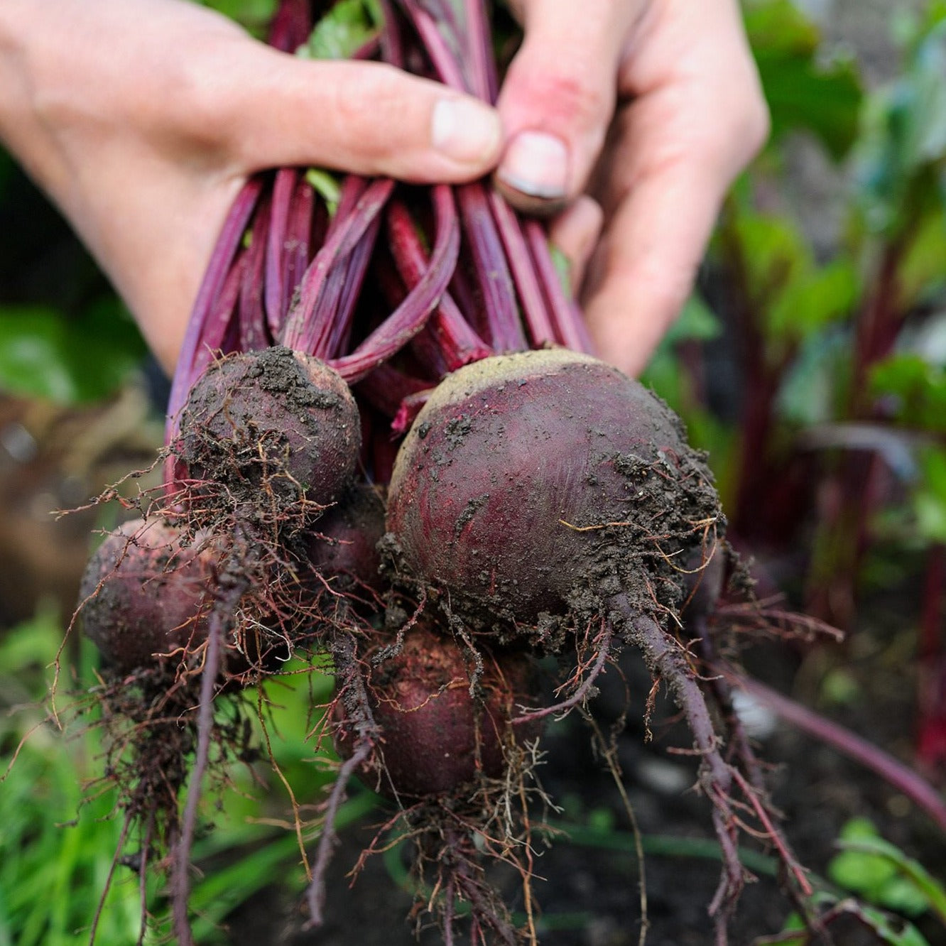 F1 Hybrid Beet Root 70+ Seeds