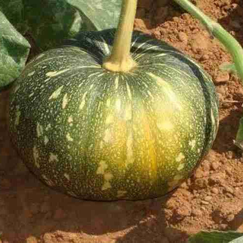 F1 Hybrid Pumpkin 10 Seeds