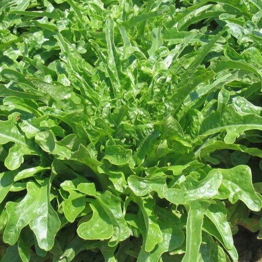 Barba Lettuce 50+ Seeds