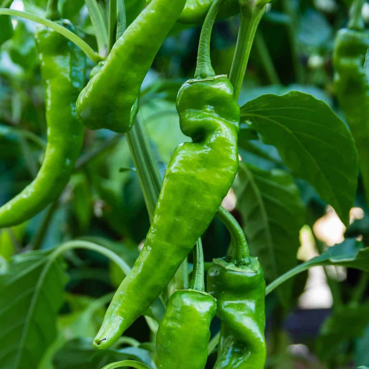 Anaheim Peppers 10 Seeds