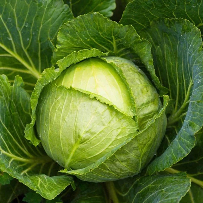 F1 Hybrid Cabbage 25 Seeds