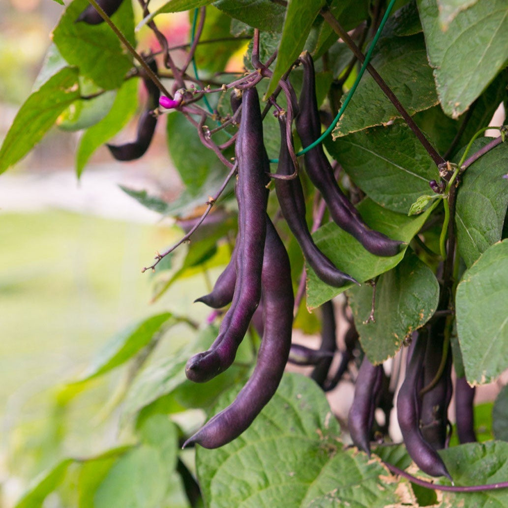 Purple Pole Bean 10 Seeds
