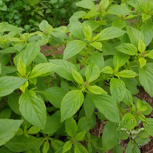 Imported Lemon Basil 40+ Seeds