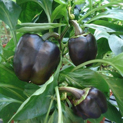 Chocolate Capsicum 10 Seeds