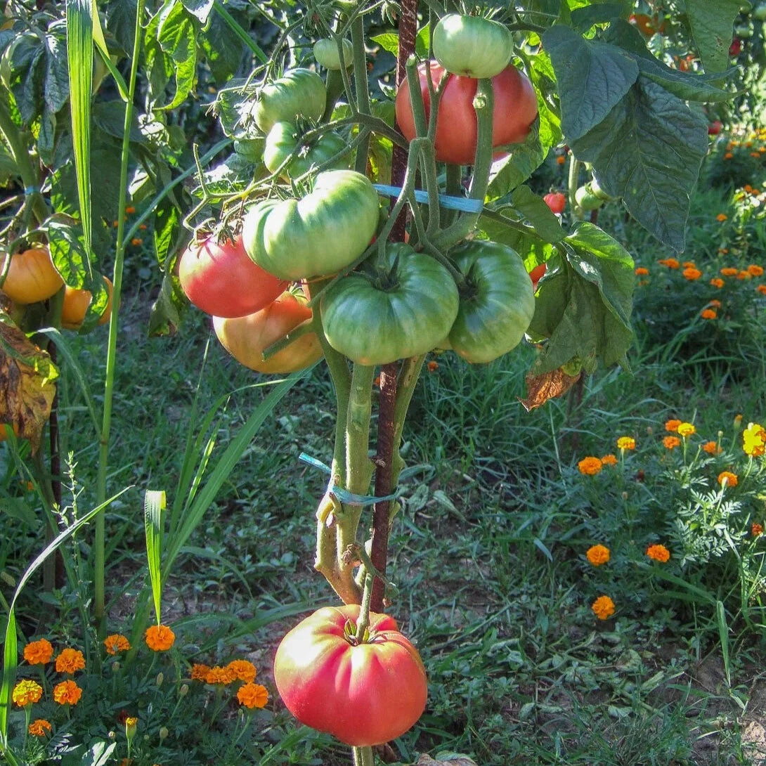 Brandywine Pink Tomatoes 15 Seeds