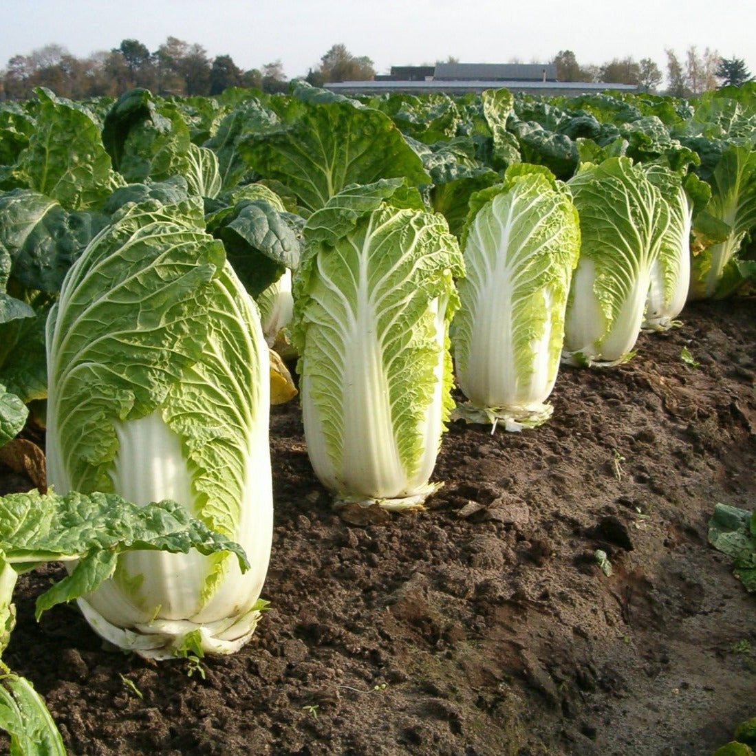 F1 Hybrid Cabbage 30 Seeds