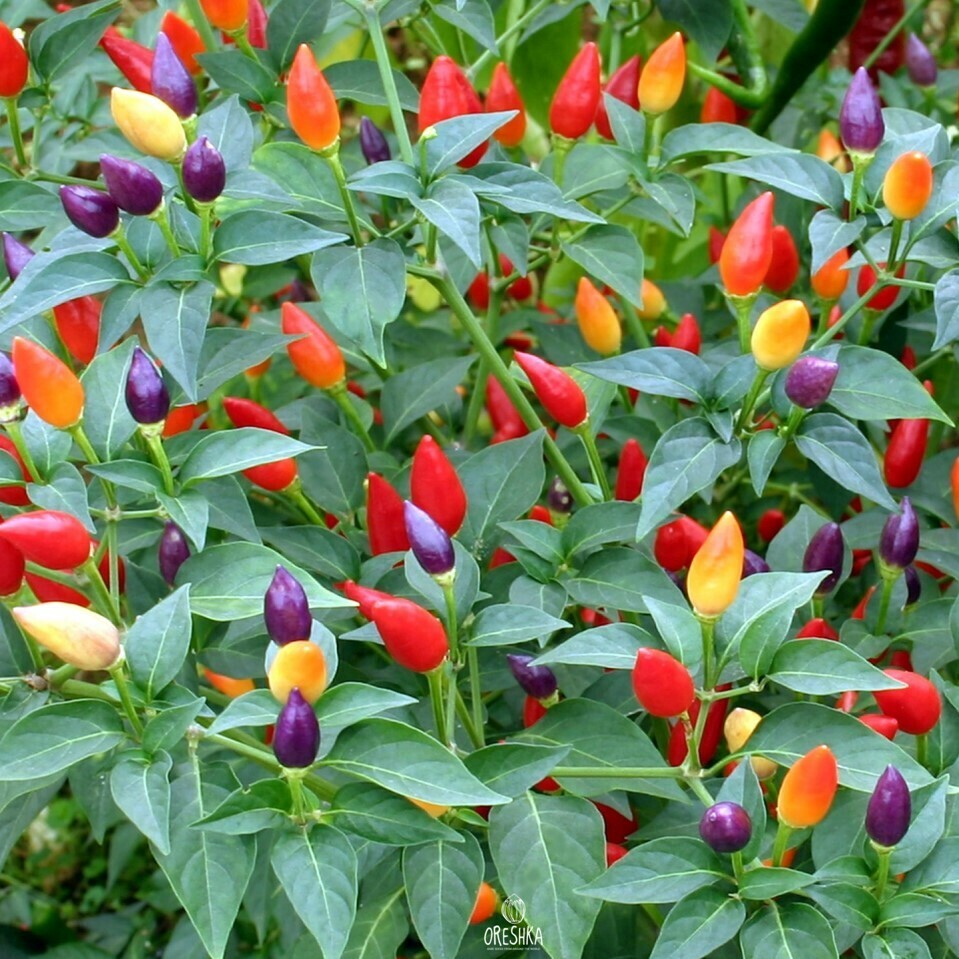 Ornamental Capsicum Alladin 20+ seeds