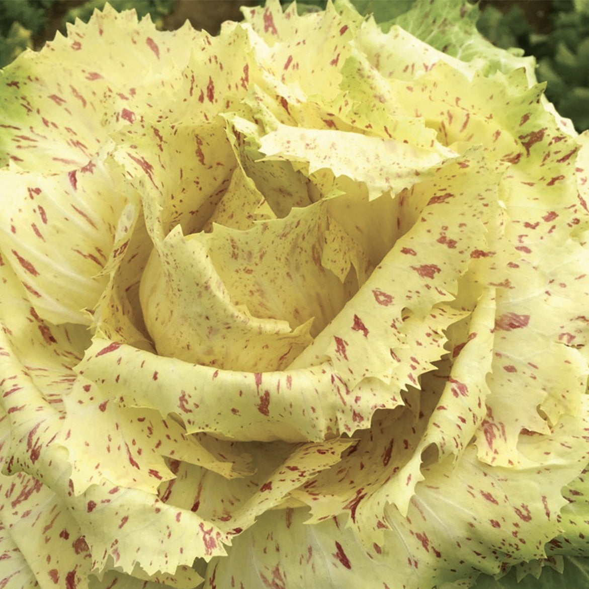 Flower Chicory Salad 70 Seeds