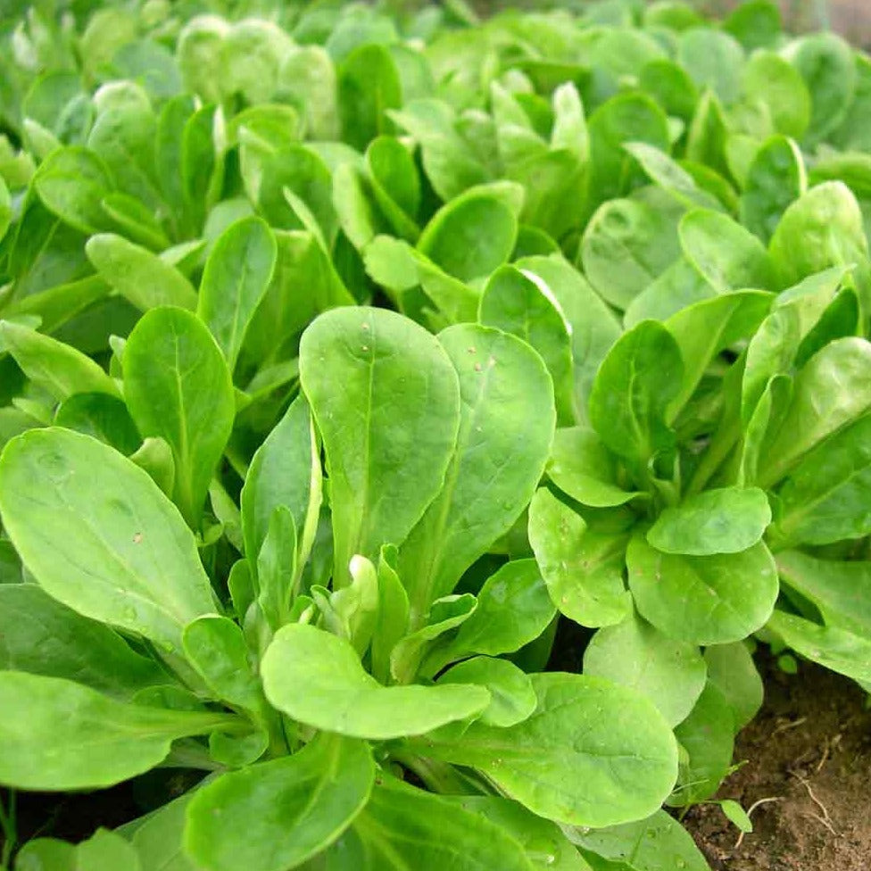 Corn Lettuce 50+ Seeds