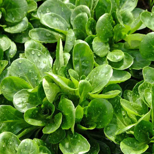 Corn Lettuce 50+ Seeds