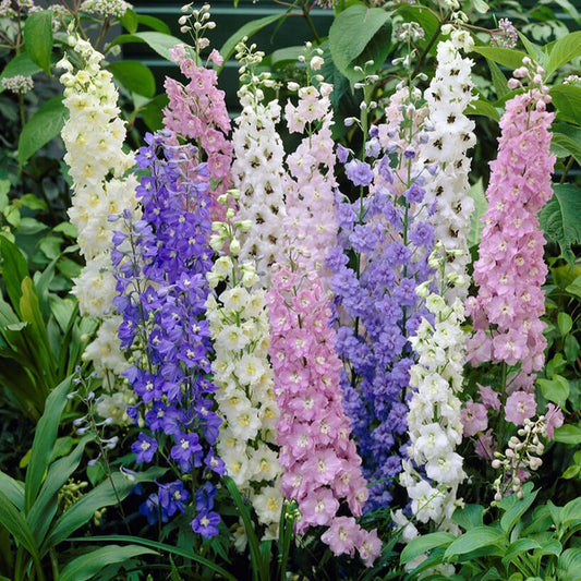 Imported Larkspur 20+Seeds